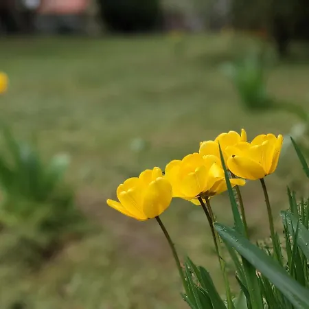 Prázdninový dům Privat - Haziko 5 Perc Setara A Molotol Révfülöp